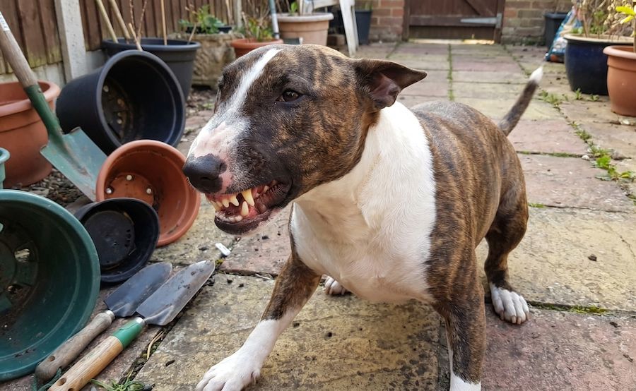 Puerto Madryn: un hombre murió desangrado tras intentar separar a sus perros