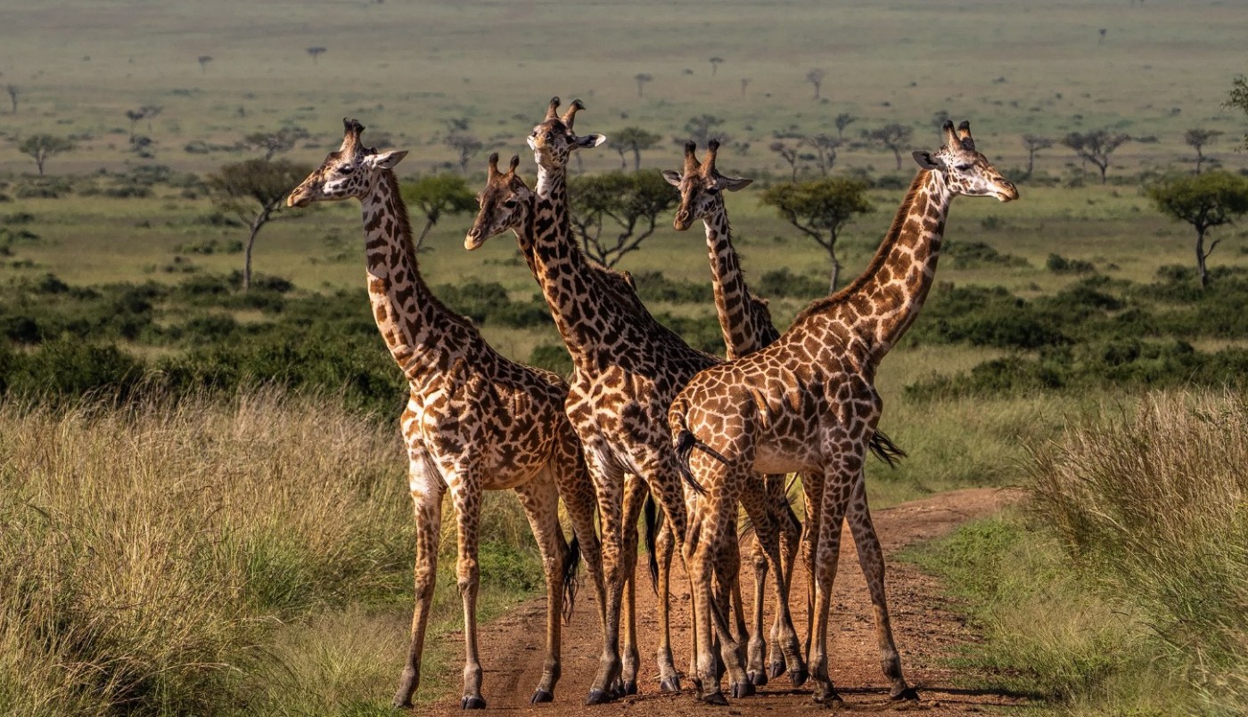 Jirafas y humanos: la sorprendente similitud en el cuello que explica la ciencia | Curiosidades