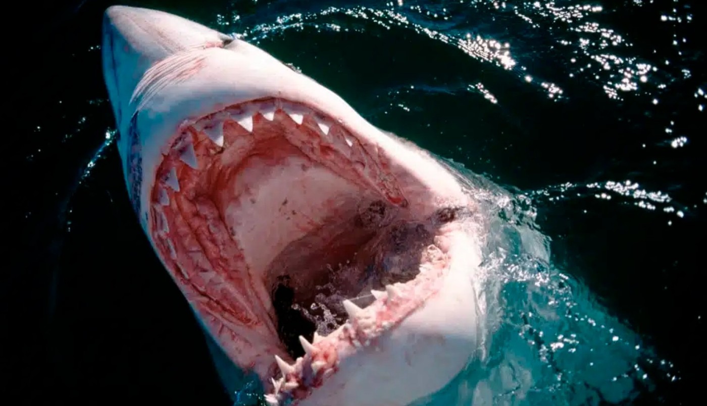 Tiburones en la Tierra antes que los árboles: qué dice la ciencia sobre uno de los animales más antiguos del planeta | Curiosidades