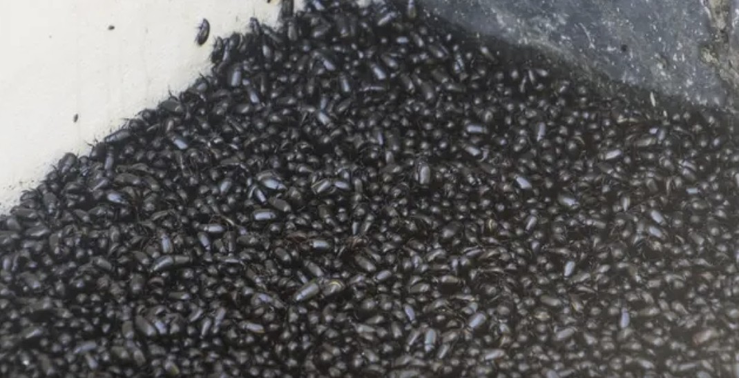Invasión de cascarudos: especialistas advierten sobre desequilibrio ecológico | Rosario y la región