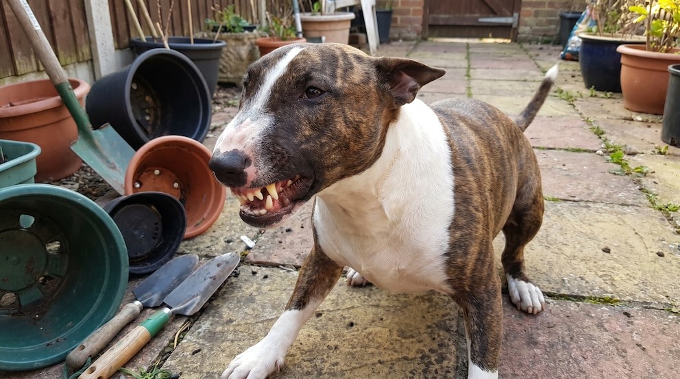 Puerto Madryn: un hombre murió desangrado tras intentar separar a sus perros | Información General