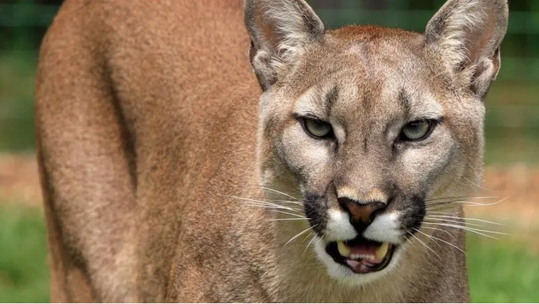 Rescataron un puma en Monje y lo devolvieron a su hábitat | Rosario y la región