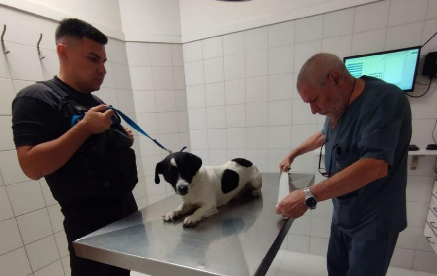 Detienen a un hombre por maltrato animal | Rosario y la región
