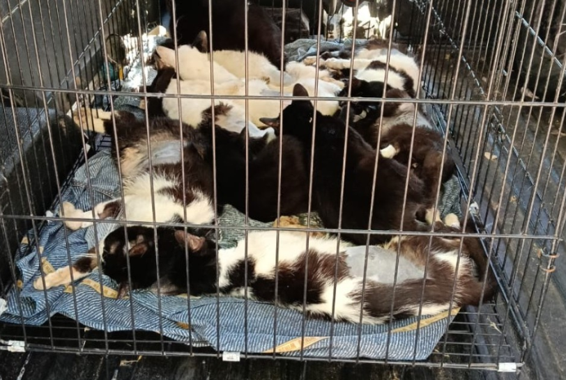 Zona noroeste: el municipio intervino y rescató 33 gatos en condiciones de abandono | Rosario y la región