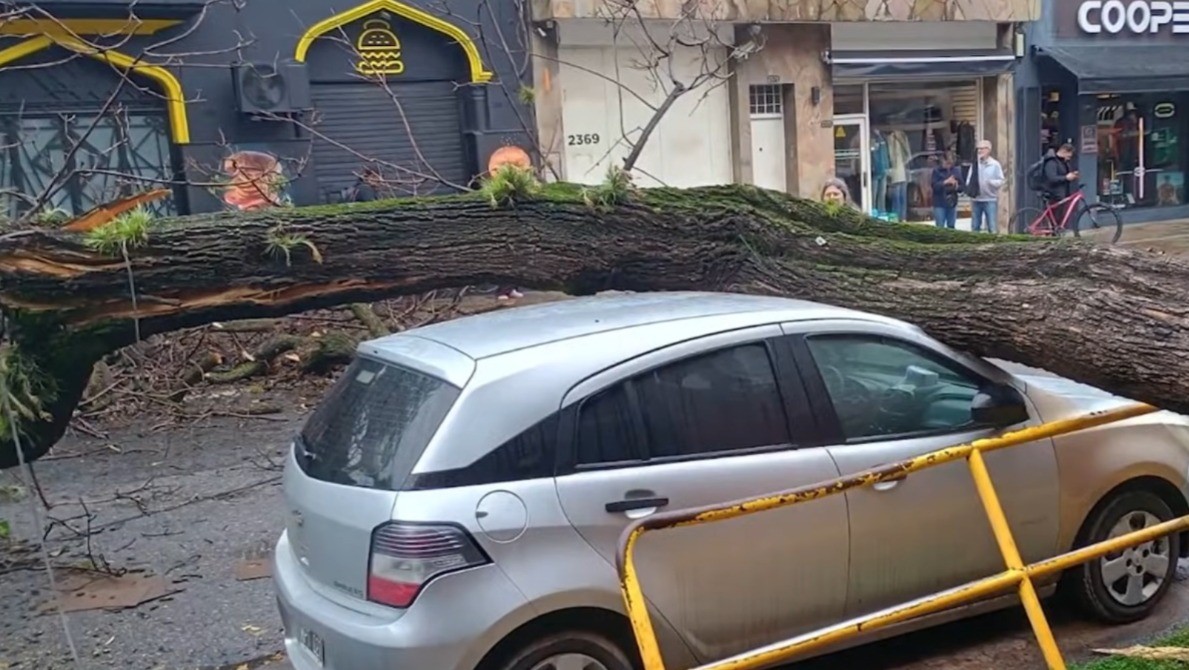 Un árbol de gran porte cayó sobre un auto estacionado | Rosario y la región