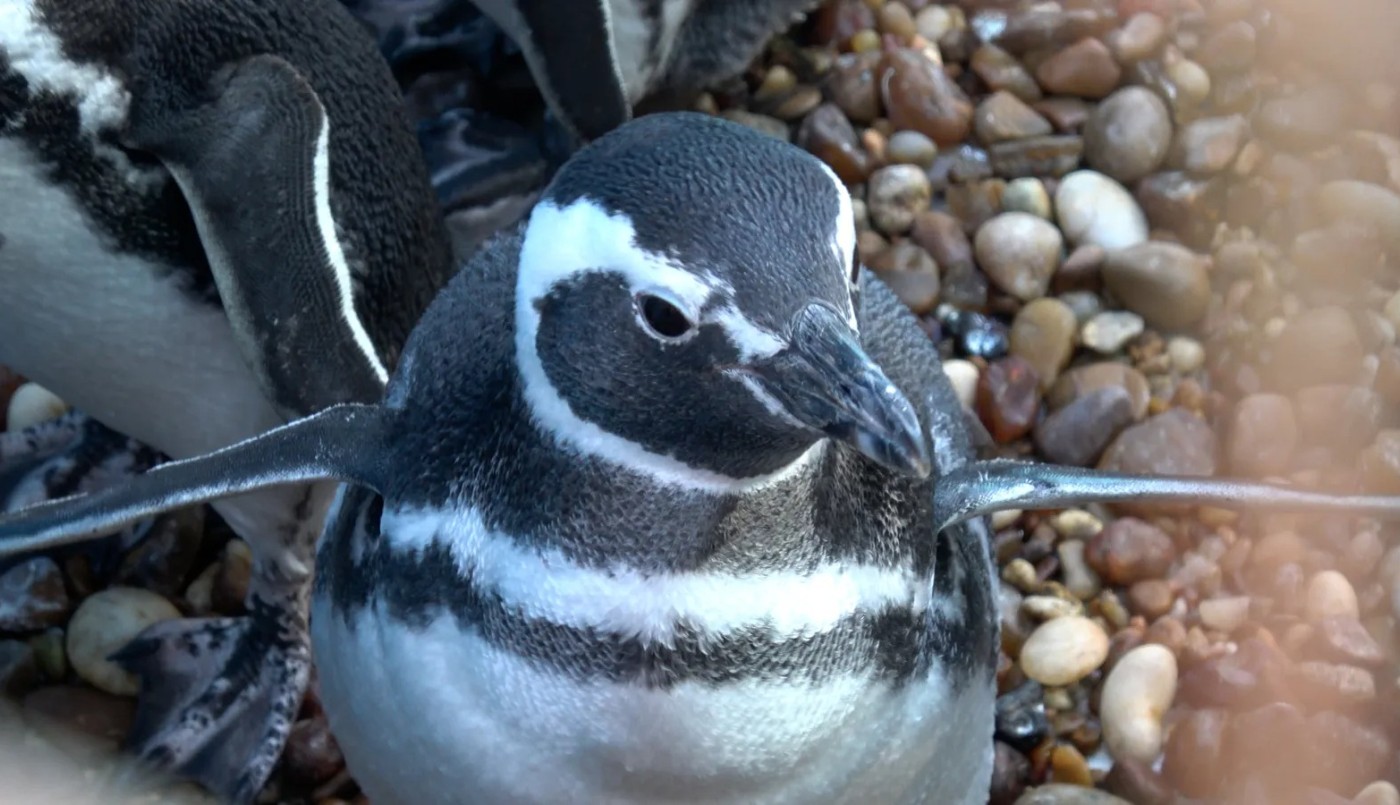 15 pingüinos regresaron al mar después de meses de rehabilitación en la costa bonaerense | Información General