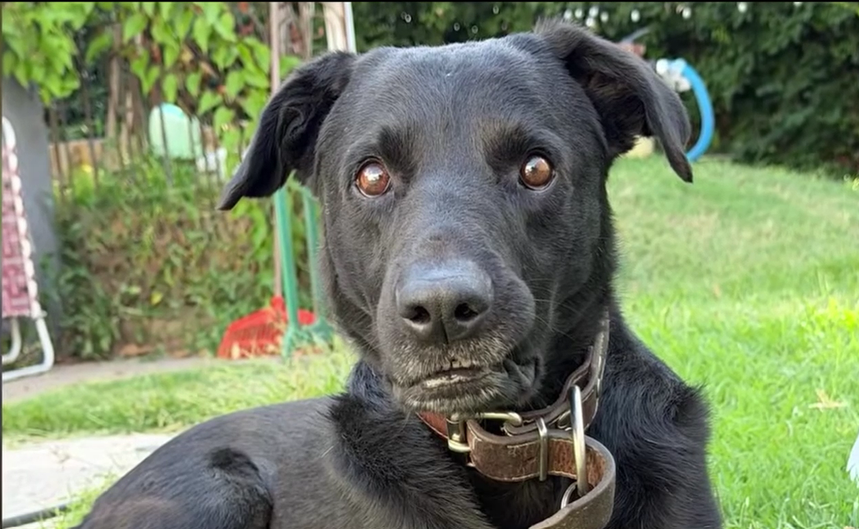 Buscan a Moco, una mascota perdida en Rosario | Rosario y la región