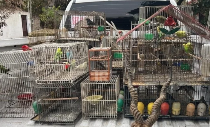Gendarmería realiza allanamientos por venta ilegal de fauna silvestre | Rosario y la región