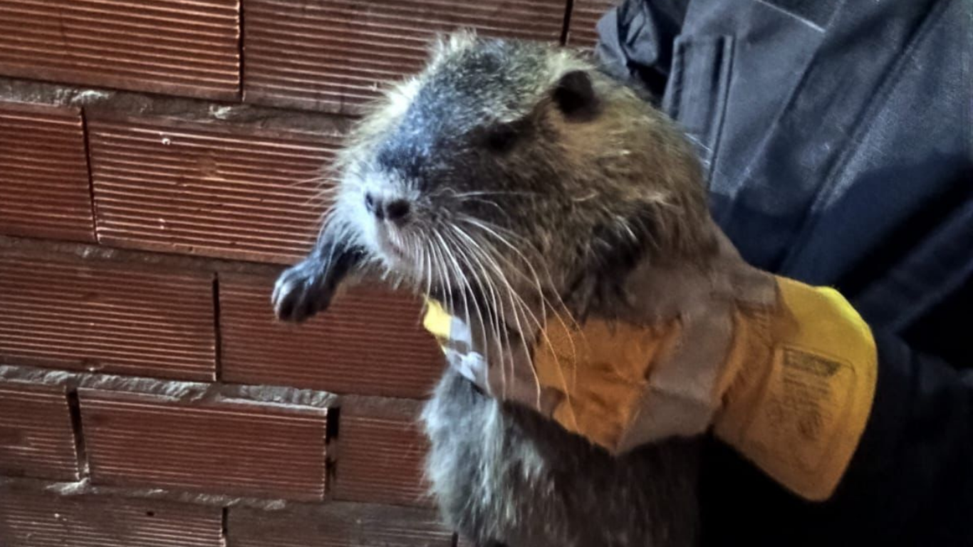 Rescataron a una nutria en zona sudoeste | Rosario y la región