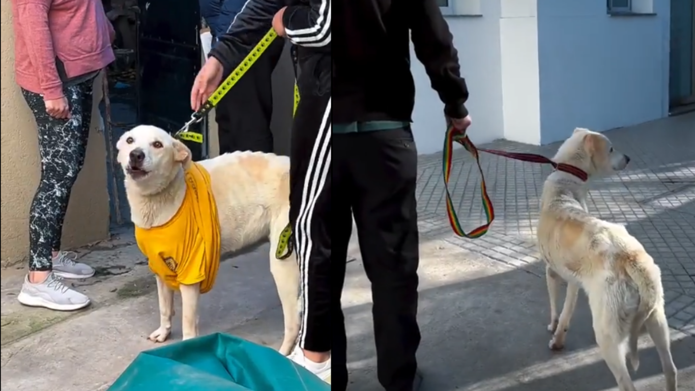 Rescataron a Lobo, un perro desnutrido y atado en una casa | Rosario y la región
