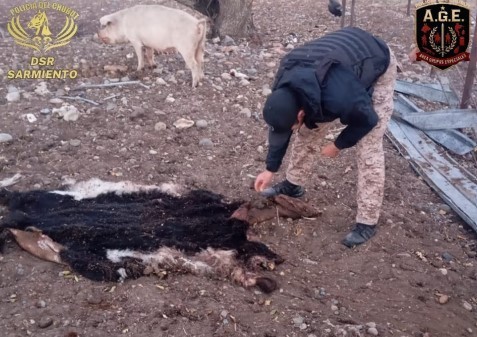 Chubut: investigan una banda que comercializaba carne faenada | Información General