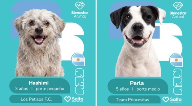 La campaña de adopción de perros con temática mundialista genera impacto en Salta | Información General