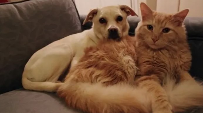 Perros y gatos adoptados en pandemia ya entran en la mediana edad: qué recomiendan los veterinarios | Información General