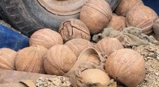 Rescate y liberación de 20 quirquinchos "bola" en Jujuy | Información General
