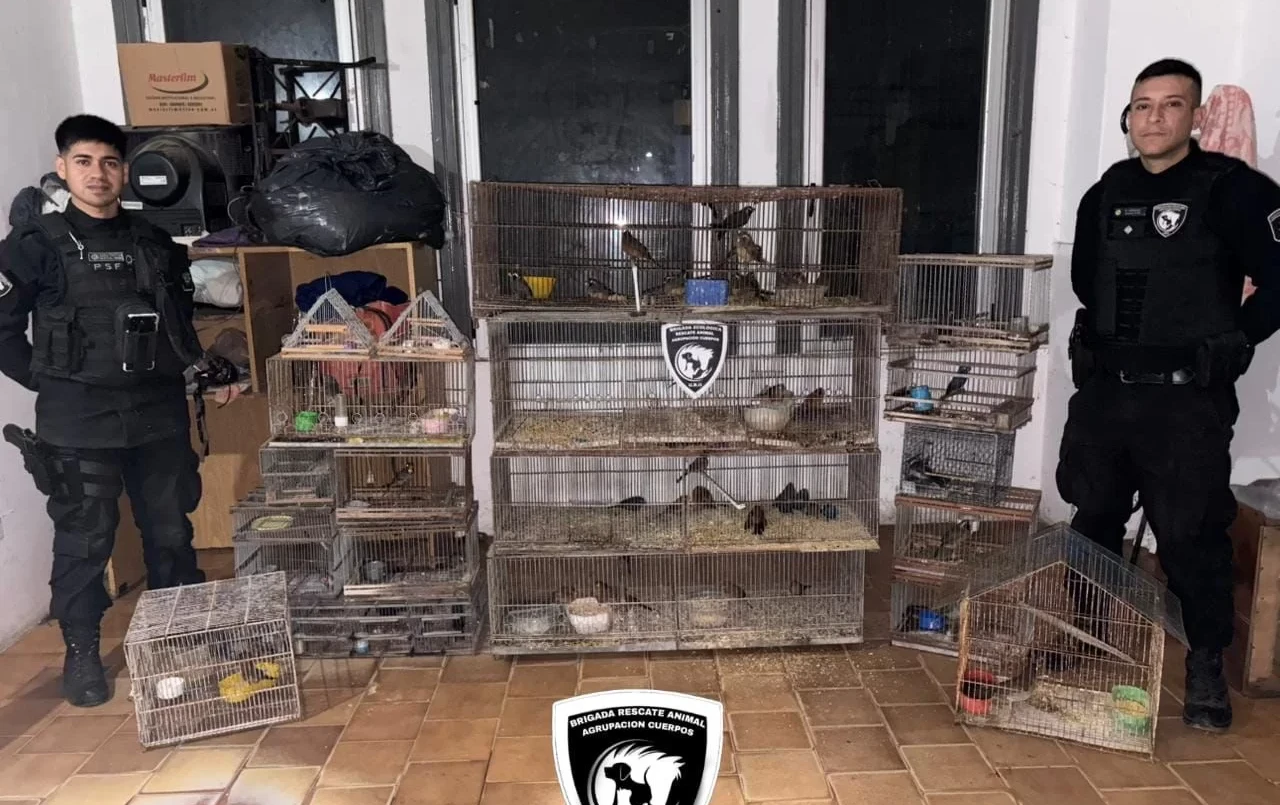 Pérez: rescataron 53 aves silvestres que iban a ser comercializadas | Información General