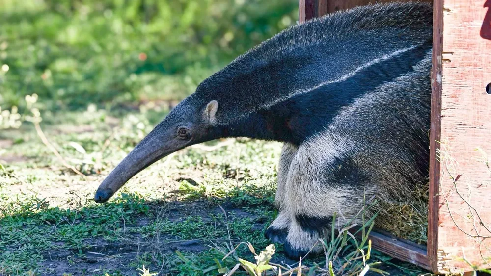 Reinsertaron en su hábitat a un oso hormiguero gigante, un aguará guazú y especies silvestres recuperadas | Información General