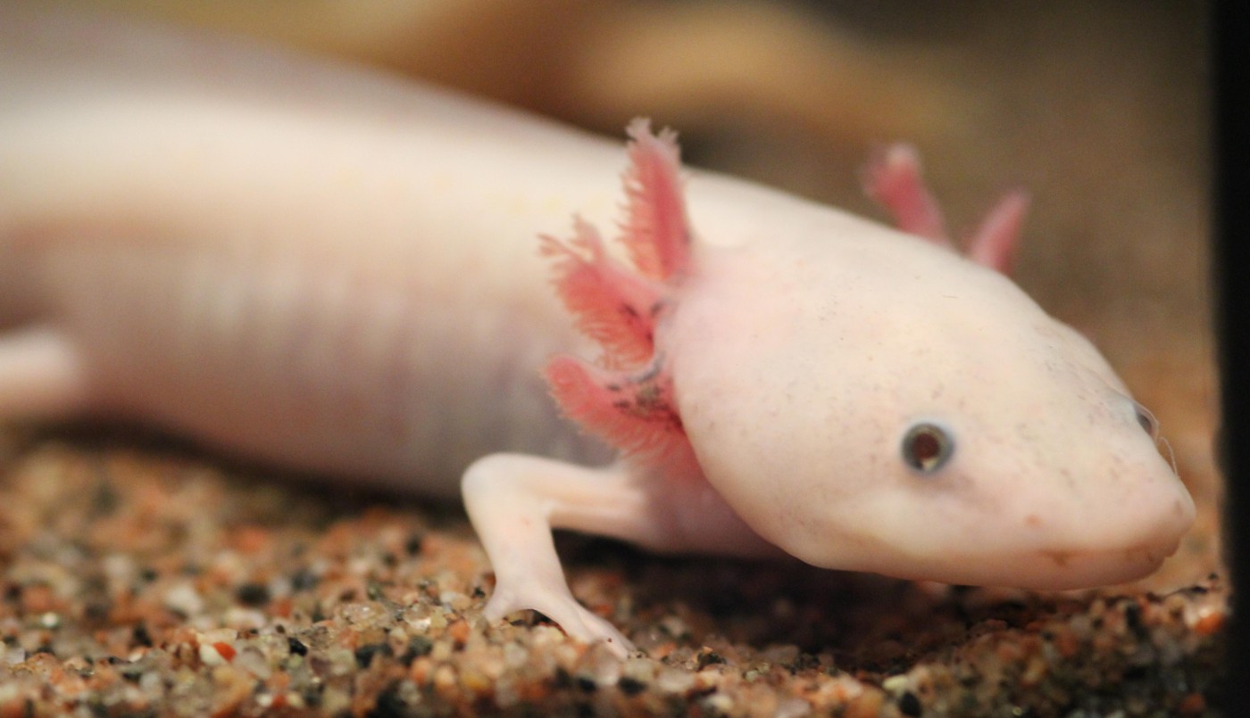 Animales que pueden regenerar partes de su cuerpo: los secretos que la ciencia estudia para aplicarlos en humanos | Curiosidades