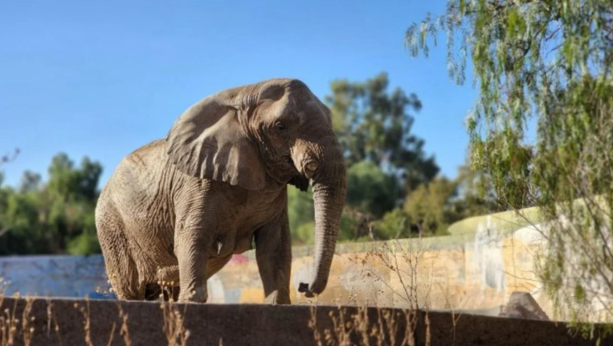 Murió Kenya, la elefanta mendocina que había sido trasladada a Brasil | Información General