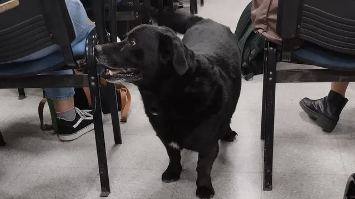 Multa millonaria al dueño del pitbull que mató a Garrafa, el perro comunitario de la UNL | Información General