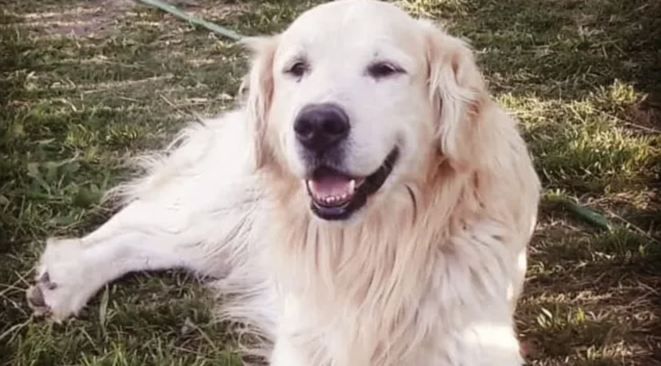 Murió Bai Shi, el perro de Fiscalía que fue clave en más de 30 investigaciones en Santa Fe | Rosario y la región