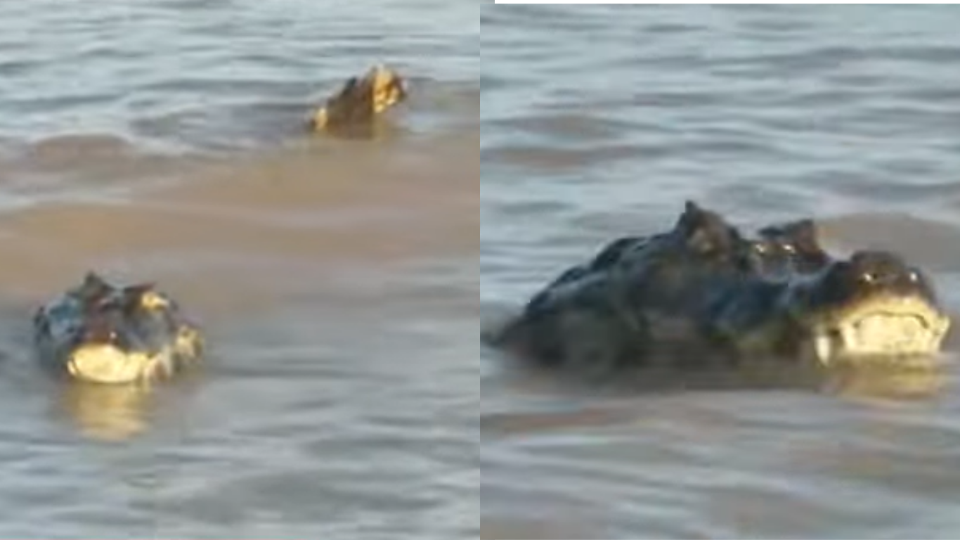 Susto en La Florida: apareció un yacaré de casi dos metros | Rosario y la región