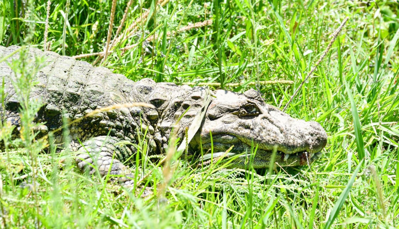 Del Malbrán a la libertad: Santa Fe concretó la reinserción del yacaré "Ricardito" | Información General