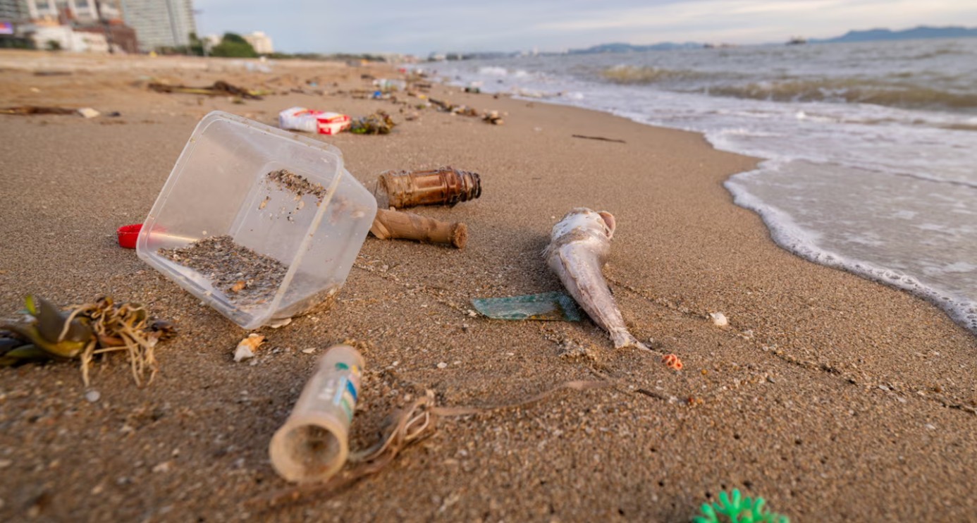 Casi el 80% de los residuos encontrados en las playas bonaerenses son plásticos, según el Censo Provincial de Basura Costera Marina 2025 | Curiosidades