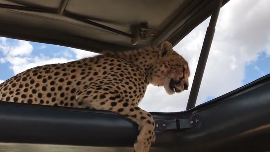 Un grupo de turistas pasó del susto a las selfies cuando una chita se metió en su auto | Internacionales