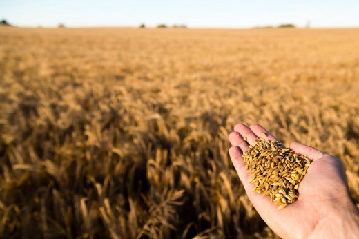 Estiman que este año el sector del agro movilizará U$S 58 mil millones | Información General