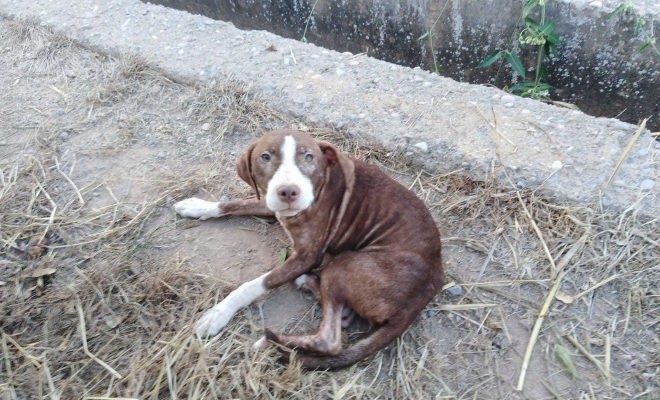 Un perro le hizo compañía toda la noche a un anciano con Alzheimer que estaba perdido | Internacionales