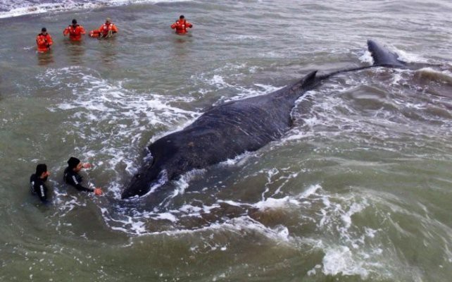 Murió la ballena varada en Mar del Tuyú | Información General