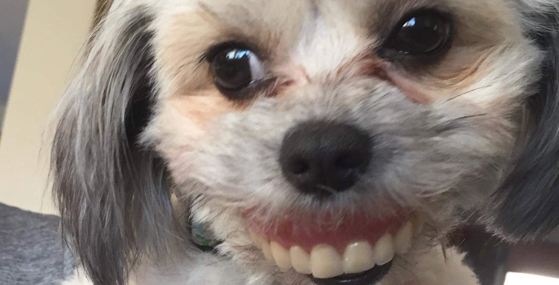 El mejor viral del mundo: su perra se robó una dentadura postiza y posó para las fotos | Tecnología