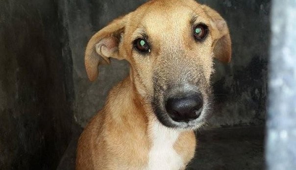 Un veterinario revela lo que sienten los perros antes de morir | Información General