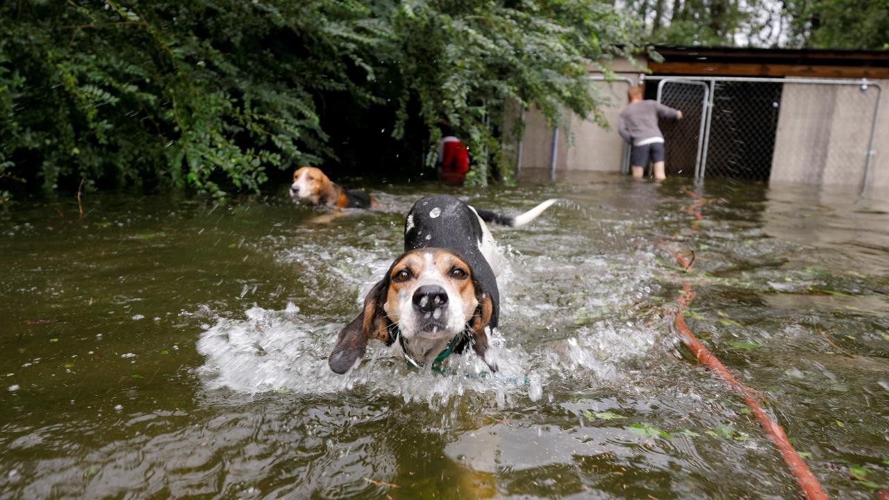 Heroico rescate: salvó a seis perros que estaban en una jaula inundada por el huracán Florence | Internacionales