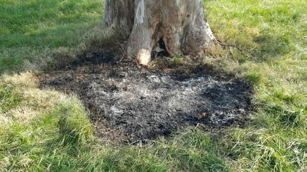 Hallaron el cuerpo calcinado de una mujer dentro de una valija en la autovía 2 | Información General