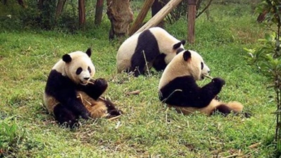 El Oso Panda ya no está en "peligro de extinción" pero sigue siendo "vulnerable" | Información General