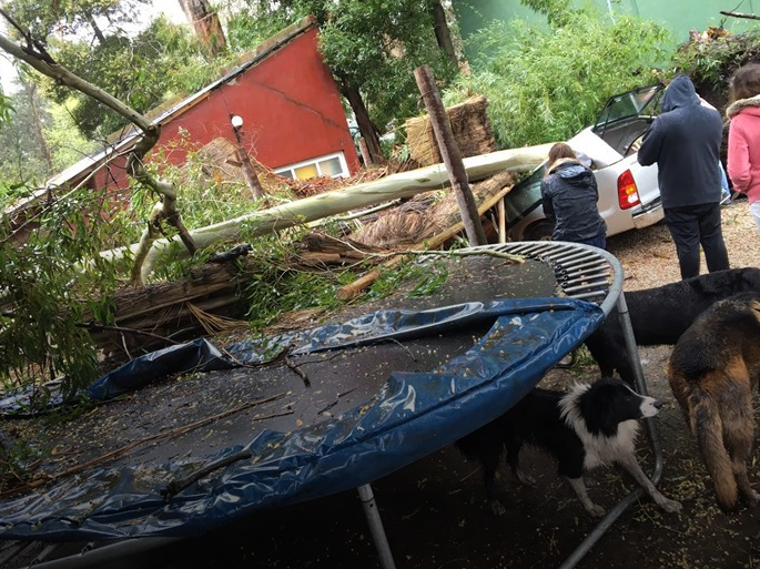 Mar del Plata: Temporal causa caída de árboles, mampostería, calles cortadas y falta de luz | Información General