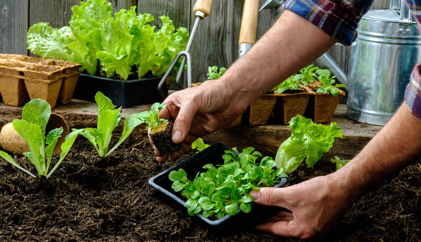 "La Huerta en Casa": aprender a cultivar en espacios reducidos | Información General