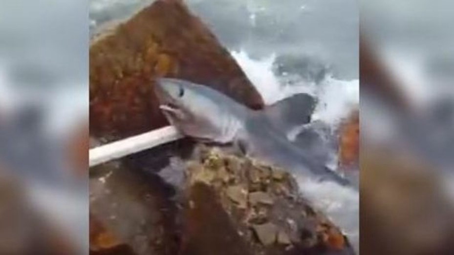 Sorpresa por la aparición de un tiburón en la costa de Mar del Plata | Información General