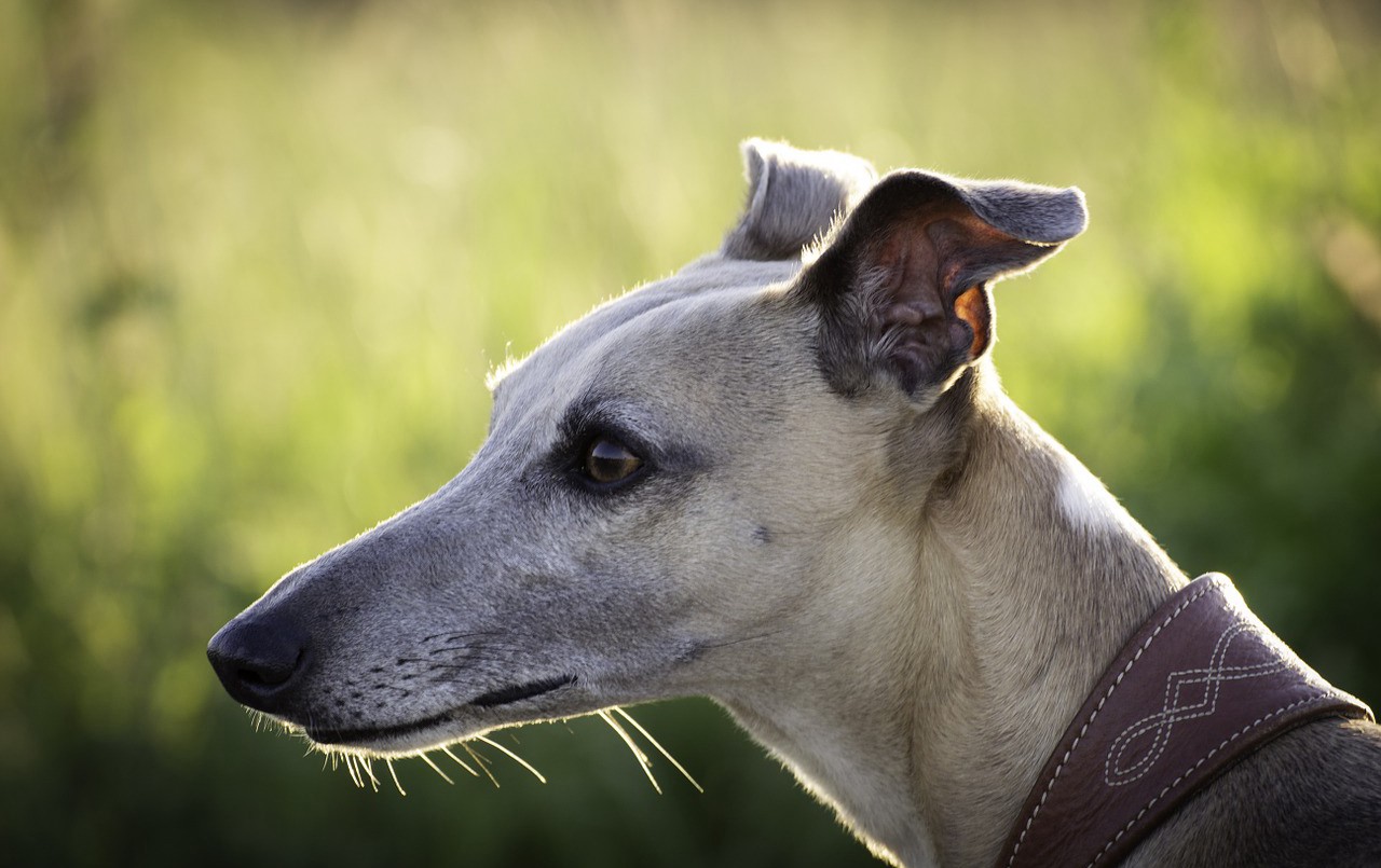 El Gobierno promulgó la ley que prohíbe las carreras de galgos | Información General