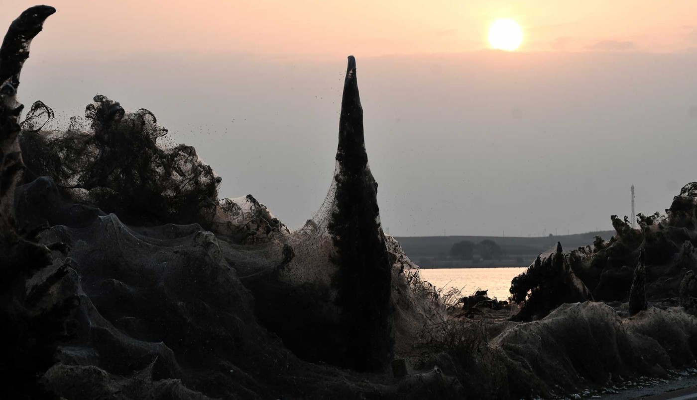La misteriosa telaraña que cubrió 10 mil metros de playa en Grecia | Tecnología