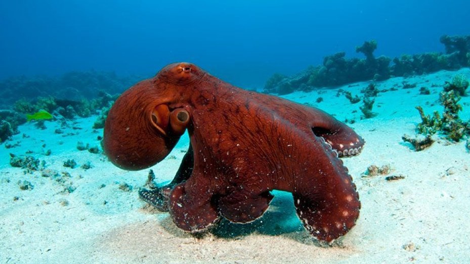 La saliva del pulpo rojo ayudaría contra el Alzheimer | Información General