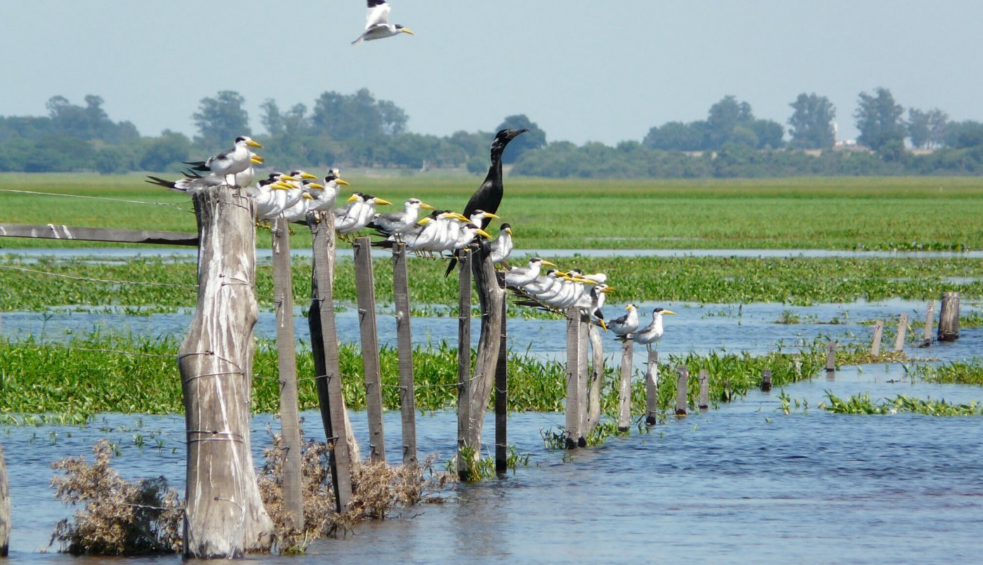 Los Esteros del Iberá, entre los destinos recomendados por The New York Times para viajar en 2017 | Información General