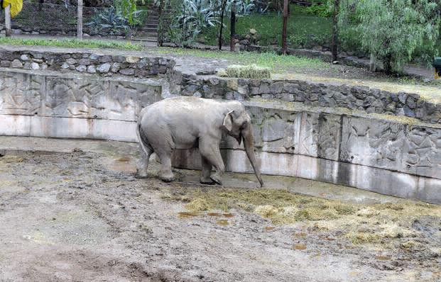 Aceptan cautelar para frenar que el zoológico se convierta en Ecoparque | Información General