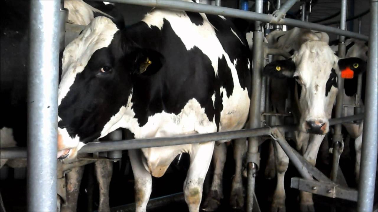 Afirman que hay mil tambos en situación terminal en Santa Fe por la crisis hídrica | Información General