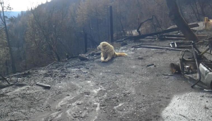 Viral triste: un perro abandonado esperó a sus dueños durante un mes en una casa quemada | Tecnología