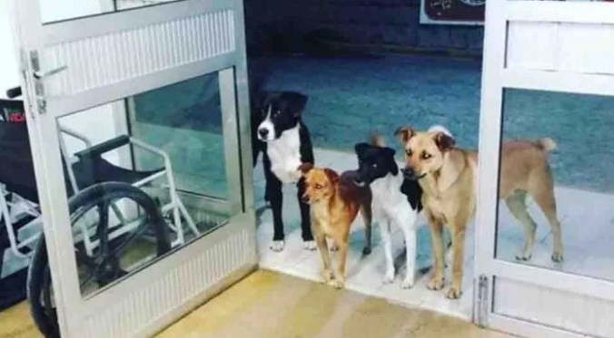 Los cuatro perros que esperan a su dueño en la puerta del hospital | Tecnología