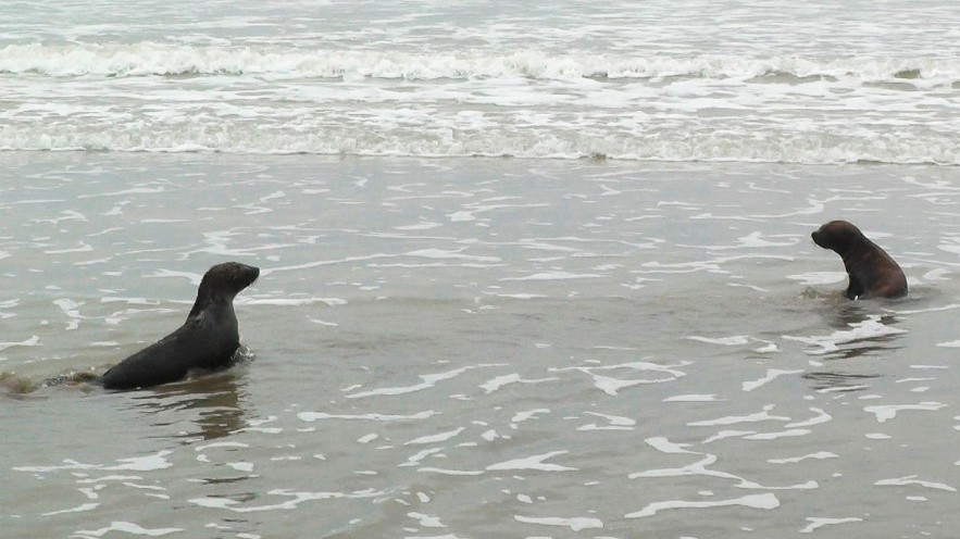 San Clemente: devuelven al mar a dos lobos marinos tras recuperarlos de cuadros de desnutrición y distintas heridas | Información General
