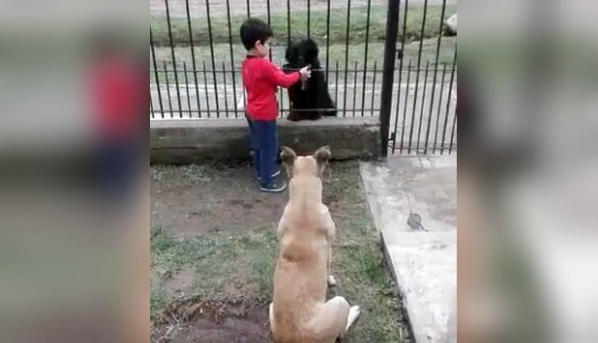 Un viral que es pura ternura: comparte la comida de su perro con otro de la calle | Tecnología