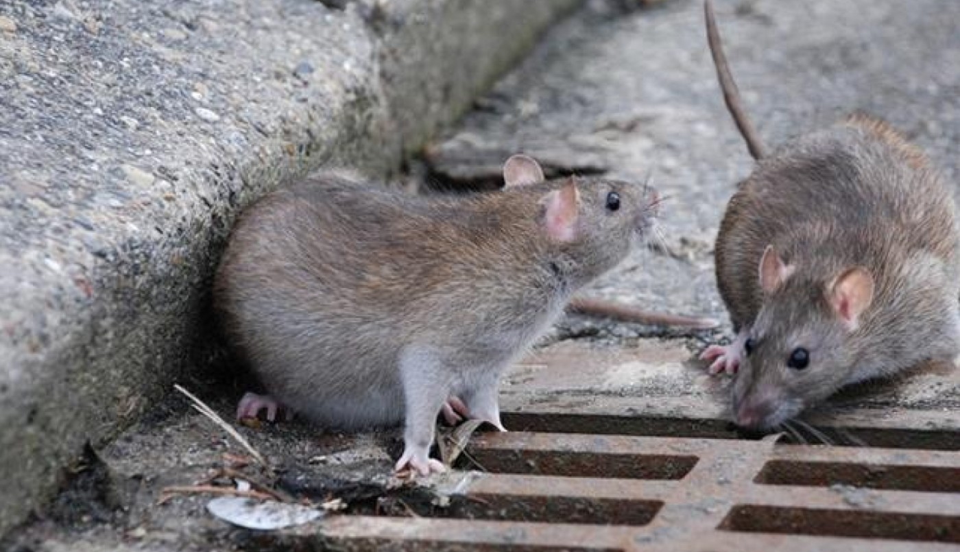 El Instituto Malbrán probará una pastilla que acelera la recuperación de pacientes con hantavirus | Información General